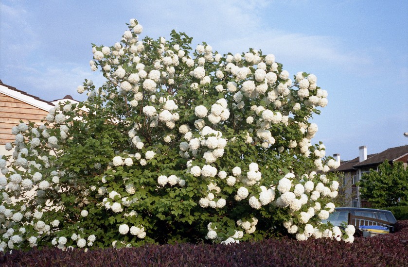 20110430993
